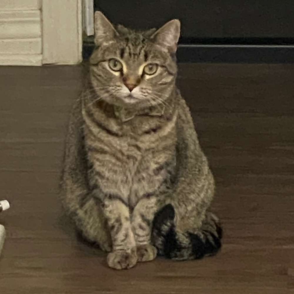 Meet your Posher, Elsy